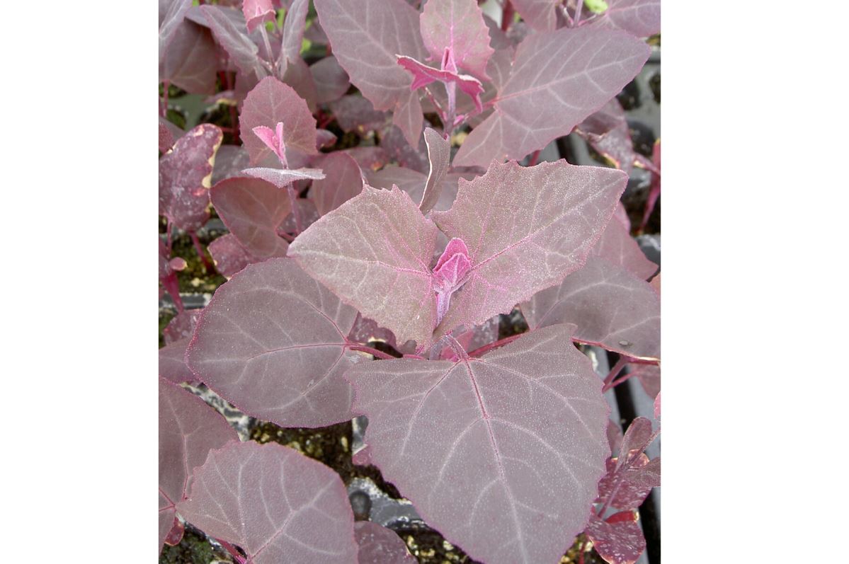 Scarlet Orach – Specialty Green Seed
